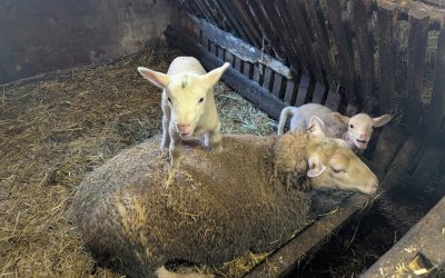Ausflug der Klasse 2 auf den Bauernhof nach Weinsbach